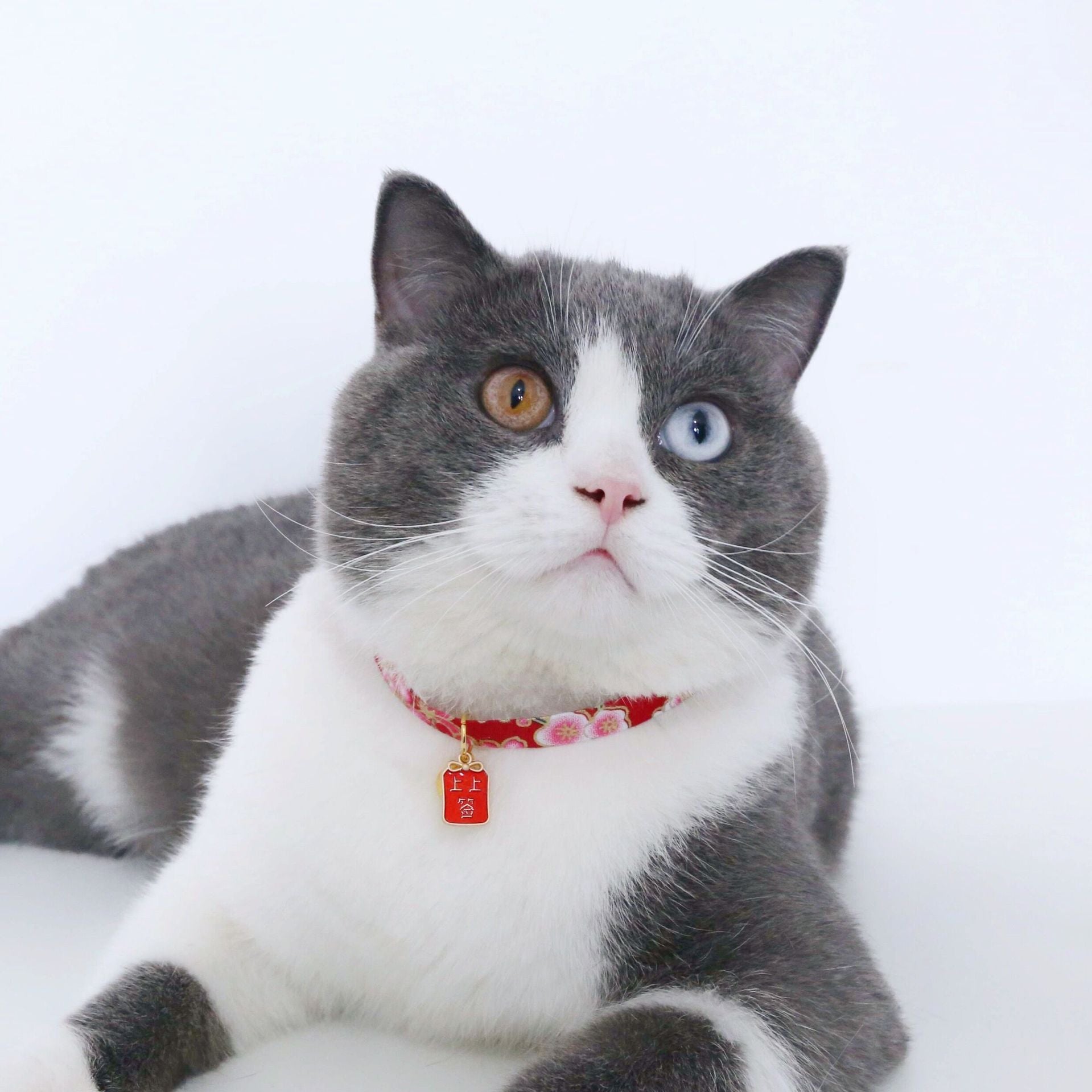 Chinese Style Pet Embroidery Adjustable Bells Cat Dog and Wind Lucky Nafu Collar Accessories Necklace