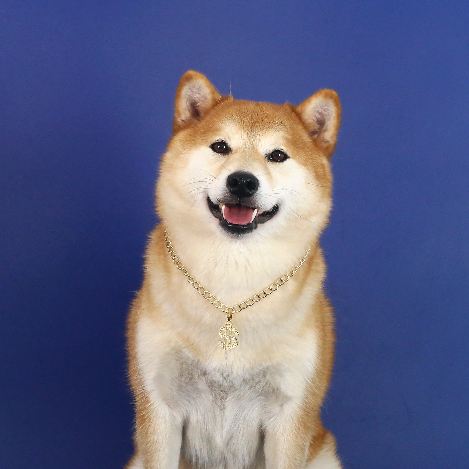Foreign trade pet metal dollar pendant gold necklace cat magic dog diamond nouveau riche Internet celebrity collar